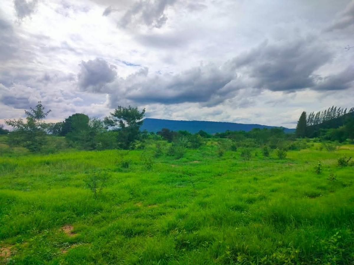 For SaleLandPak Chong KhaoYai : Khao/Pak Chong View Land, 1,100,000 baht per rai, a total of 8 rai, 130 sq.w., Pak Chong View, Khao Round, next to the road.