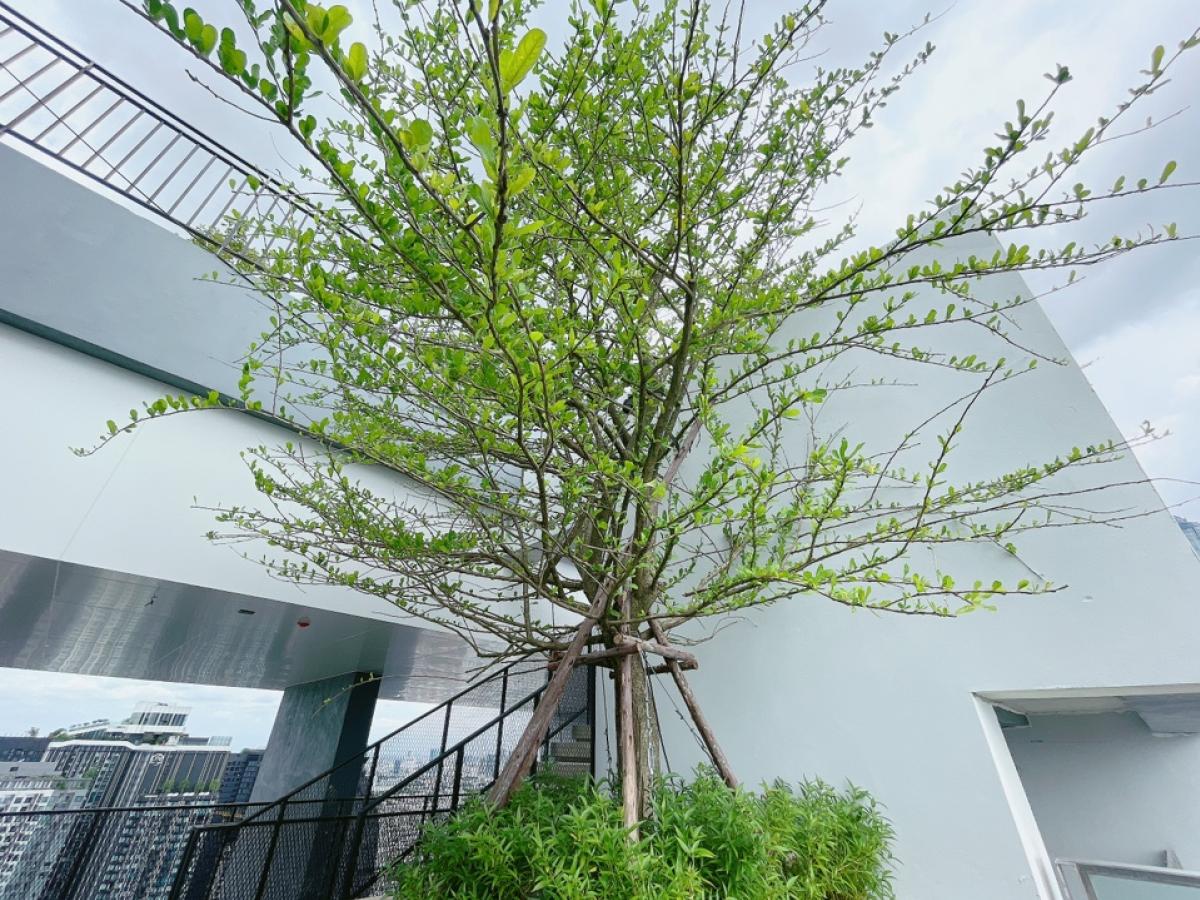 For SaleCondoRama9, Petchburi, RCA : 𝙄𝘿𝙀𝙊 𝙍𝘼𝙈𝘼𝟗-𝘼𝙎𝙊𝙆𝙀 New 2-storey room, free down payment 0 baht, easy installment 16,000/month, free of all expenses, take care of all loan matters for free.