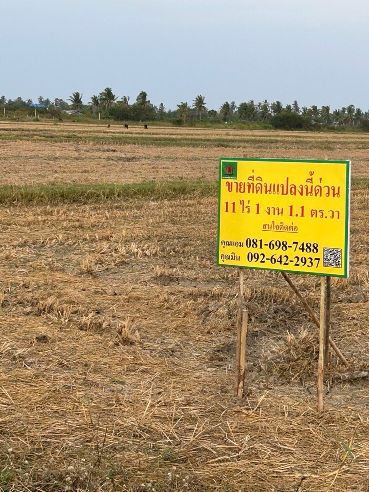 ขายที่ดินชะอำ เพชรบุรี : ขายที่ดินเป็นทุ่งนา นาพัน3   หมู่4 ต.หาดเจ้าอ.บ้านแหลม จเพชรบุรี 11-1-01.1ไร่