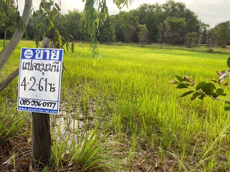 ขายที่ดินอุบลราชธานี : ขายที่ดิน 4 ไร่ 2 งาน 61 ตารางวา ติดถนนทางหลวงหมายเลข 23 (ถนนแจ้งสนิท) ตำบลหัวดอน อำเภอเขื่องใน จังหวัดอุบลราชธานี