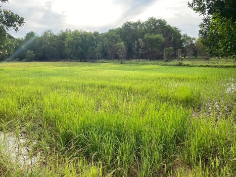 ขายที่ดินอุบลราชธานี : ขายที่ดิน 4 ไร่ 2 งาน 61 ตารางวา ติดถนนทางหลวงหมายเลข 23 (ถนนแจ้งสนิท) ตำบลหัวดอน อำเภอเขื่องใน จังหวัดอุบลราชธานี