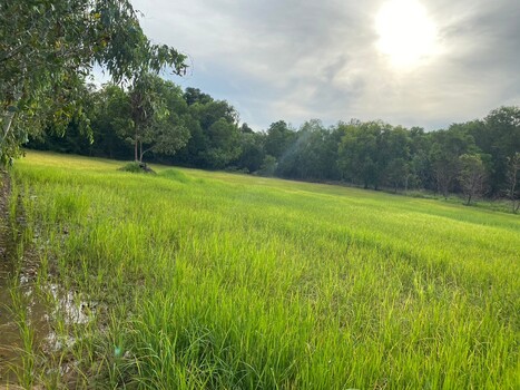 ขายที่ดินอุบลราชธานี : ขายที่ดิน 4 ไร่ 2 งาน 61 ตารางวา ติดถนนทางหลวงหมายเลข 23 (ถนนแจ้งสนิท) ตำบลหัวดอน อำเภอเขื่องใน จังหวัดอุบลราชธานี