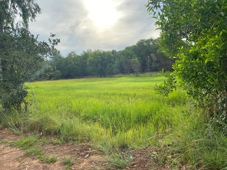 ขายที่ดินอุบลราชธานี : ขายที่ดิน 4 ไร่ 2 งาน 61 ตารางวา ติดถนนทางหลวงหมายเลข 23 (ถนนแจ้งสนิท) ตำบลหัวดอน อำเภอเขื่องใน จังหวัดอุบลราชธานี