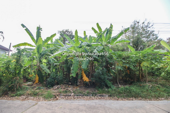 For SaleLandBang kae, Phetkasem : Land for sale, Rueang Anan Village, Bang Khae, Phetkasem, can build a house or office, 203 sq m, near Bang Khae MRT station, selling below appraisal price
