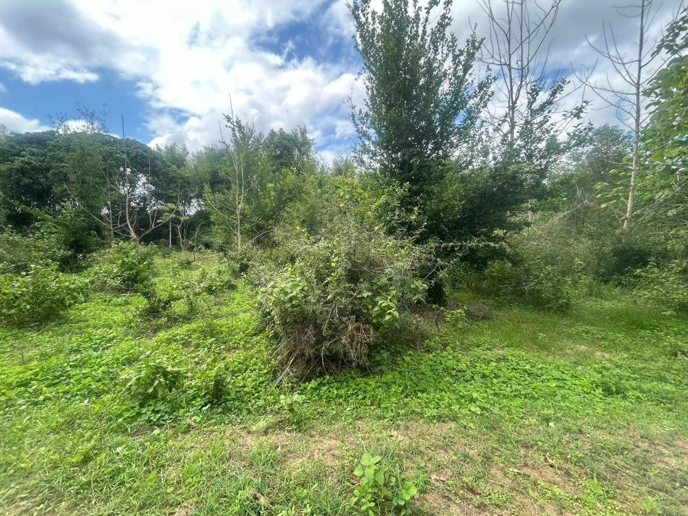 For SaleLandChiang Mai : Urgent sale of land, 2-3-15 rai, Nong Harn Subdistrict, San Sai District, Chiang Mai
