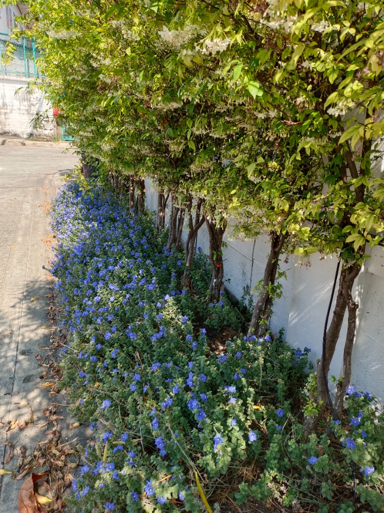 ให้เช่าทาวน์โฮมนนทบุรี บางใหญ่ บางบัวทอง : Be Cute บ้านให้เช่า ระยะสั้น  3 นอน 2 น้ำ แปลงมุม ถนนเมน มีสวนหย่อม พักได้ไม่เกิน  6  ท่าน จอดรถ 2 คัน หมู่บ้านทิพย์พิมาน บ้านริมน้ำ ติด MRT คลองบางไผ่