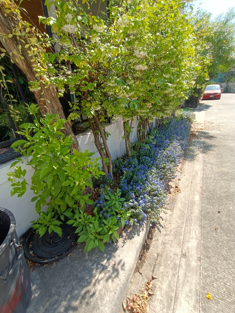 ให้เช่าทาวน์โฮมนนทบุรี บางใหญ่ บางบัวทอง : Be Cute บ้านให้เช่า ระยะสั้น  3 นอน 2 น้ำ แปลงมุม ถนนเมน มีสวนหย่อม พักได้ไม่เกิน  6  ท่าน จอดรถ 2 คัน หมู่บ้านทิพย์พิมาน บ้านริมน้ำ ติด MRT คลองบางไผ่