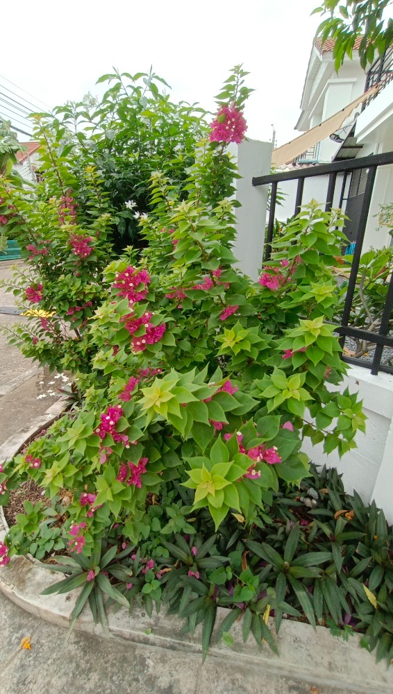 ให้เช่าทาวน์โฮมนนทบุรี บางใหญ่ บางบัวทอง : Be Cute บ้านให้เช่า ระยะสั้น  3 นอน 2 น้ำ แปลงมุม ถนนเมน มีสวนหย่อม พักได้ไม่เกิน  6  ท่าน จอดรถ 2 คัน หมู่บ้านทิพย์พิมาน บ้านริมน้ำ ติด MRT คลองบางไผ่