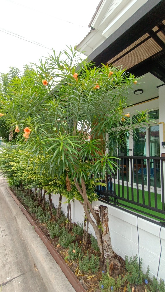 ให้เช่าทาวน์โฮมนนทบุรี บางใหญ่ บางบัวทอง : Be Cute บ้านให้เช่า ระยะสั้น  3 นอน 2 น้ำ แปลงมุม ถนนเมน มีสวนหย่อม พักได้ไม่เกิน  6  ท่าน จอดรถ 2 คัน หมู่บ้านทิพย์พิมาน บ้านริมน้ำ ติด MRT คลองบางไผ่