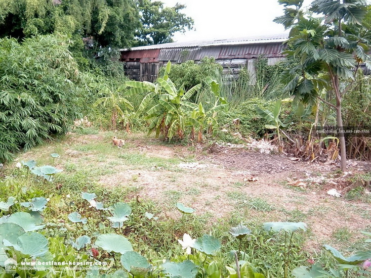 For SaleLandPathum Thani,Rangsit, Thammasat : House for sale with land area of ​​558 square wah, located on Pathum Thani inner road, about 200 meters into the alley.
