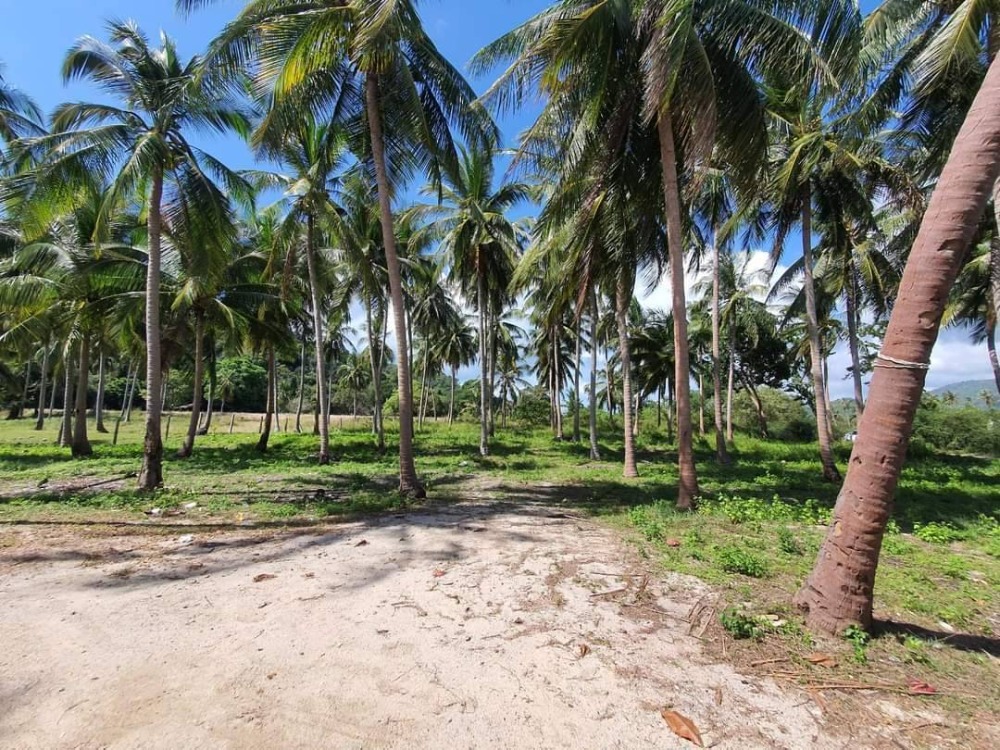 For SaleLandKoh Samui, Surat Thani : S-LSSB101 Land for sale, Sunset Beach (land on Koh Samui), total area of ​​2 plots connected, 4 rai, 3 ngan, 42 sq m, 145 million, 064-959-8900