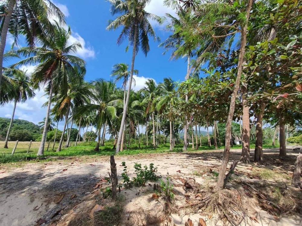 For SaleLandKoh Samui, Surat Thani : S-LSSB101 Land for sale, Sunset Beach (land on Koh Samui), total area of ​​2 plots connected, 4 rai, 3 ngan, 42 sq m, 145 million, 064-959-8900