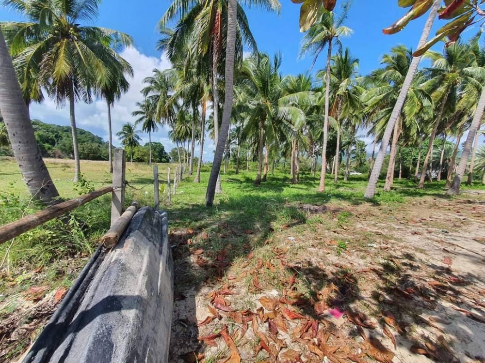For SaleLandKoh Samui, Surat Thani : S-LSSB101 Land for sale, Sunset Beach (land on Koh Samui), total area of ​​2 plots connected, 4 rai, 3 ngan, 42 sq m, 145 million, 064-959-8900