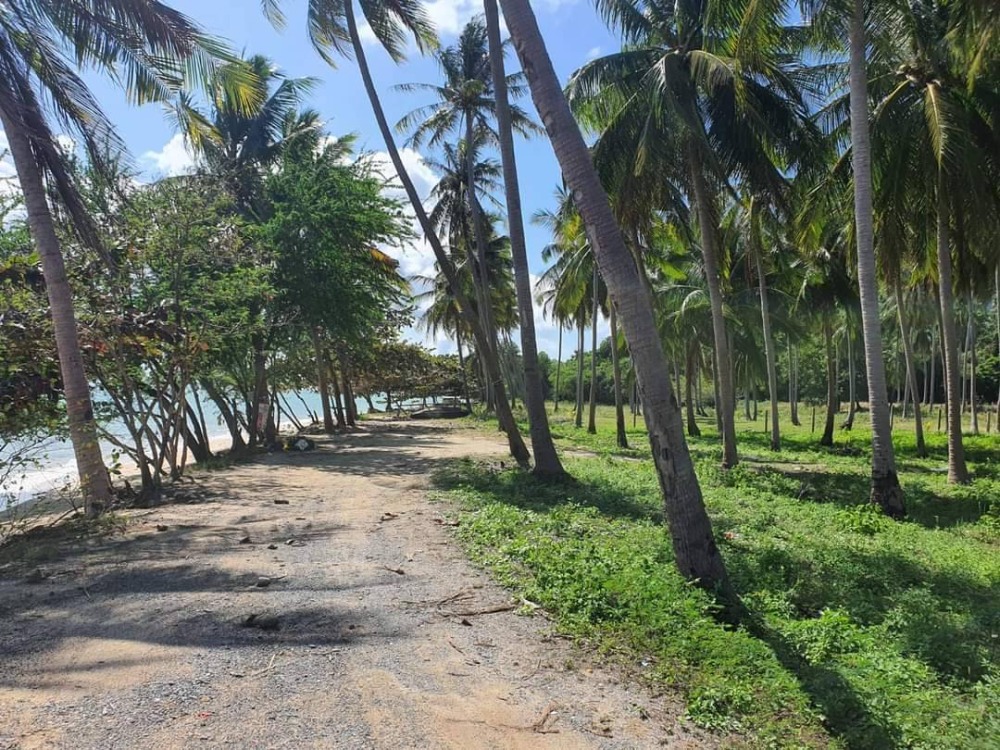 For SaleLandKoh Samui, Surat Thani : S-LSSB101 Land for sale, Sunset Beach (land on Koh Samui), total area of ​​2 plots connected, 4 rai, 3 ngan, 42 sq m, 145 million, 064-959-8900