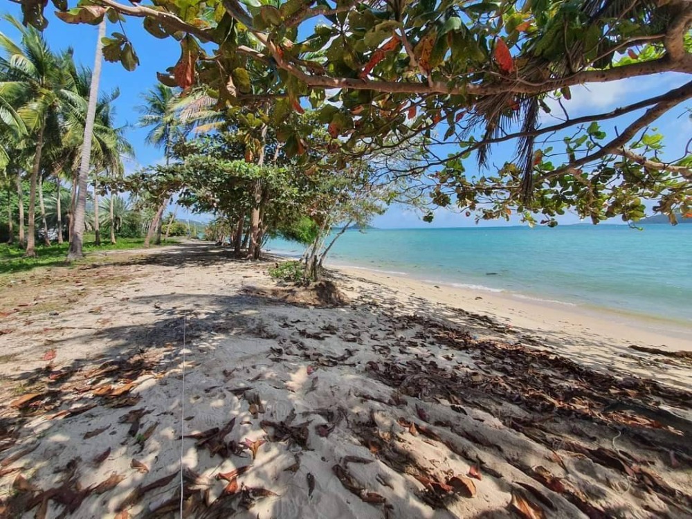 For SaleLandKoh Samui, Surat Thani : S-LSSB101 Land for sale, Sunset Beach (land on Koh Samui), total area of ​​2 plots connected, 4 rai, 3 ngan, 42 sq m, 145 million, 064-959-8900