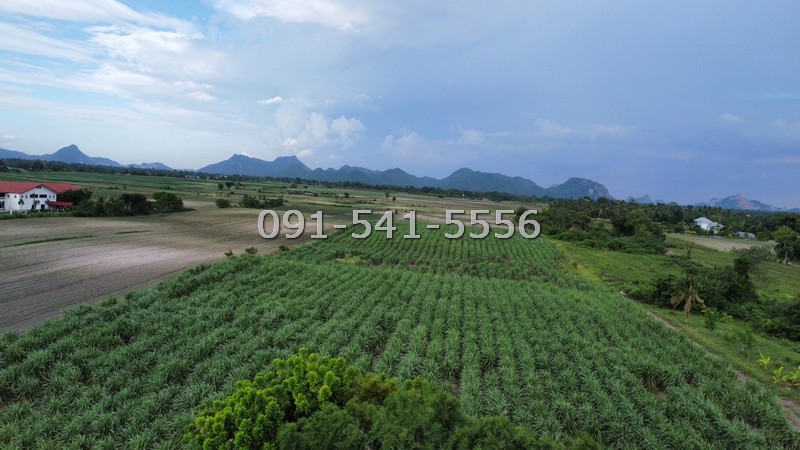 ขายที่ดินสระบุรี : ขายที่ดิน 25 ไร่ ริมถนนซอยพิบูลย์อนุสรณ์ พระพุทธบาท สระบุรี