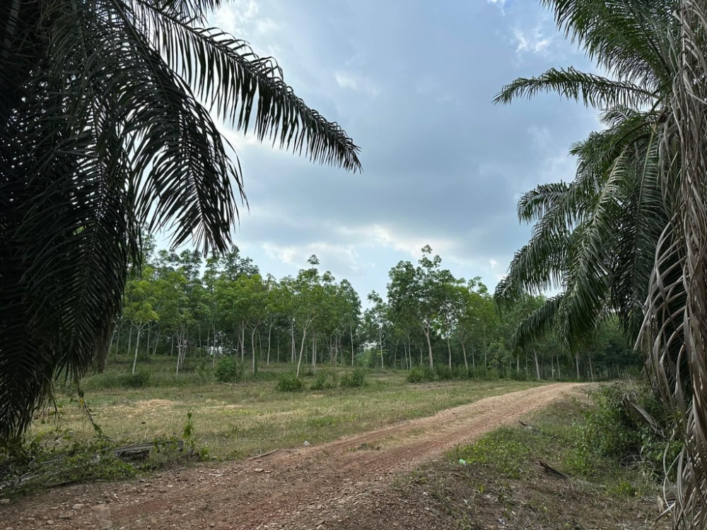 For SaleLandRayong : Land Rubber & Palm Plantation, Wang Chan District / 60 Rai (FOR SALE) NEWC182
