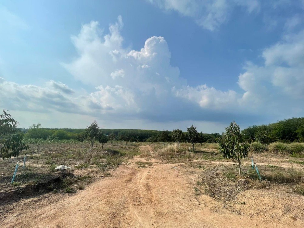 ขายที่ดินระยอง : 🟨 ที่ดินระยอง 50 ไร่ นิคมพัฒนา 🟨 (FOR SALE) NUT2062