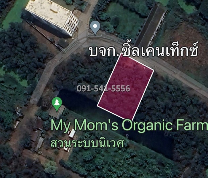 ขายที่ดินปทุมธานี รังสิต ธรรมศาสตร์ : ขายที่ดิน แปลงรูปสีเหลี่ยมผืนผ้า 1-0-21 ไร่ บางหลวง เมืองปทุมธานี ผังเมืองสีชมพู ตั้งอยู่บนแหล่งชุมชนการเดินทางสะดวก