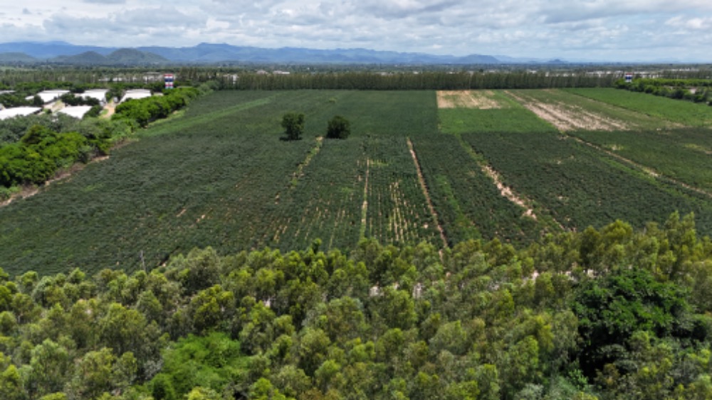 ขายที่ดินราชบุรี : ขายที่ดินแปลงใหญ่ เนินเขาน้ำไม่ท่วม 76-2-28ไร่  เบิกไพร จอมบึง ราชบุรี เหมาะสร้างโกดัง โรงงาน โซลาร์ฟาร์ม โครงการ โปรเจคใหญ่ๆ