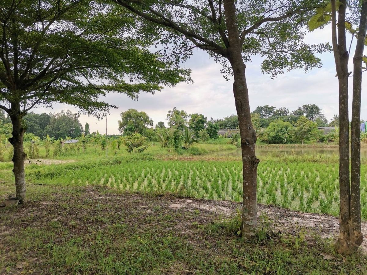 ขายที่ดินพัทยา บางแสน ชลบุรี สัตหีบ : ขายขาดทุน !! ที่ดินแถมบ้านเรือนไทย ไม้สัก สภาพดี เดิมเคยเปิดเป็นโฮมสเตย์และคาเฟ่   เนื้อที่ 7-3-70 ไร่ ต.หมอนนาง อ.พนัสนิคม จ.ชลบุรี