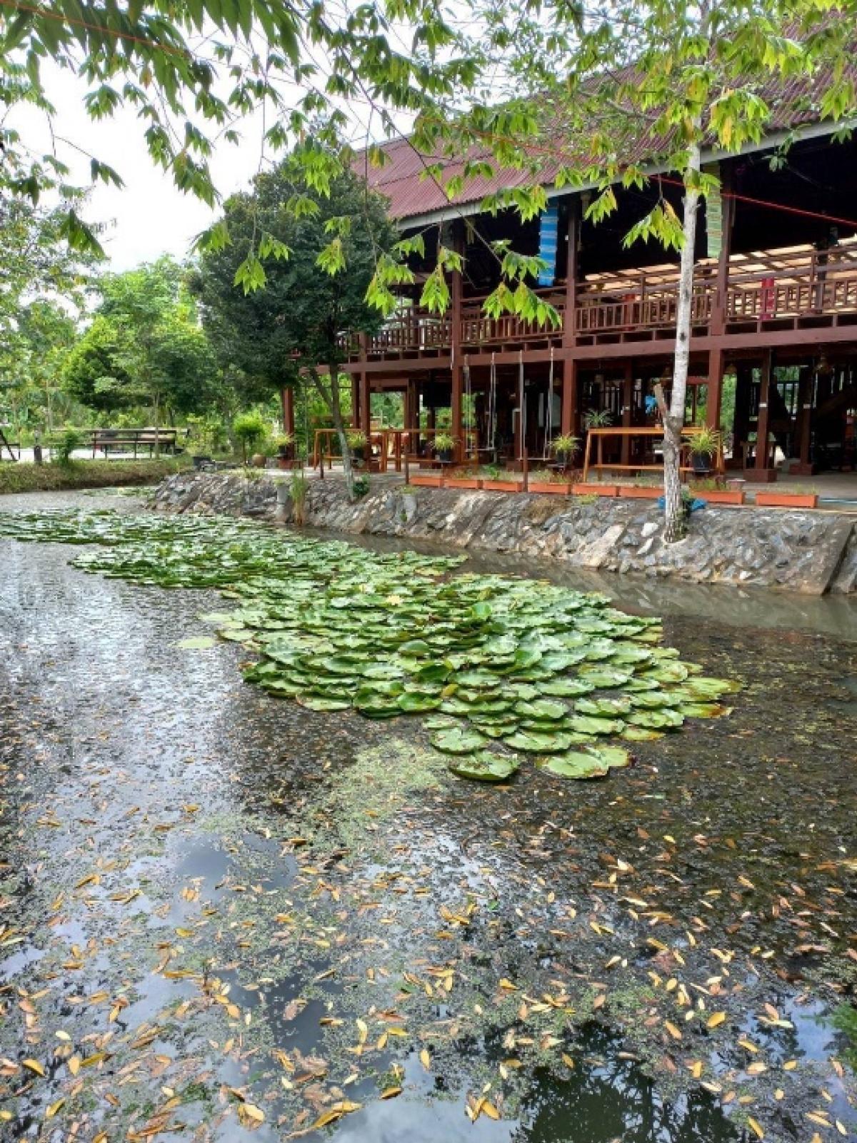 ขายที่ดินพัทยา บางแสน ชลบุรี สัตหีบ : ขายขาดทุน !! ที่ดินแถมบ้านเรือนไทย สภาพดี  เนื้อที่ 7-3-70 ไร่ ต.หมอนนาง อ.พนัสนิคม จ.ชลบุรี