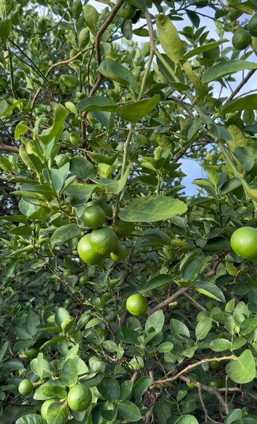 For SaleLandKanchanaburi : For sale: Lemon orchard with over 200 trees, ready to harvest. View of reservoir, mountain view. Located at the intersection of Bo Ploi and Nong Prue districts, Kanchanaburi province.