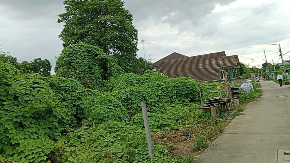 For SaleLandRatchaburi : Residential land, suitable for retirement