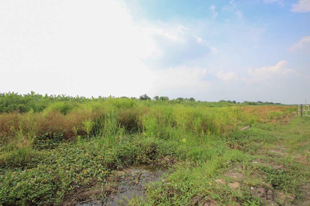 For SaleLandPathum Thani,Rangsit, Thammasat : Hot Deal Land for Sale in Rangsit - Nakhon Nayok Road, 50 Rai