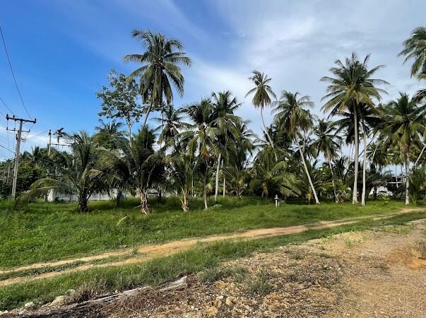 ขายที่ดินหัวหิน ประจวบคีรีขันธ์ : ขาย ที่ดิน 3++ ไร่ ต.ธงชัย อ.บางสะพาน จ.ประจวบคีรีขันธ์