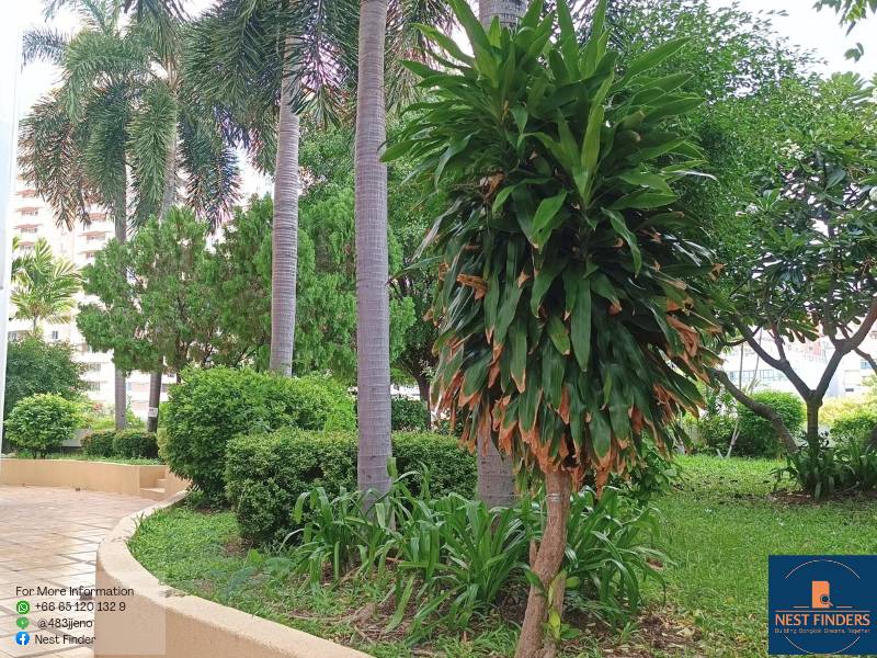 For RentCondoSukhumvit, Asoke, Thonglor : 3-Bedroom Plus Pet Friendly Apartment for Rent at Sukhumvit 49