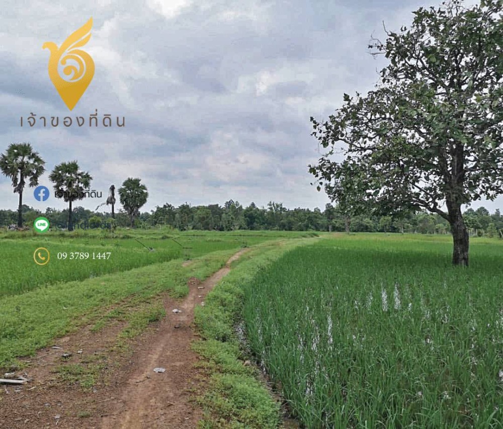 ขายที่ดินอุบลราชธานี : 🔥 โอกาสทอง! ที่คุณห้ามพลาด! 🏞️ที่ดินเศรษฐกิจแห่งใหม่ ทำเลทอง สะพานข้ามลาวแห่งที่6