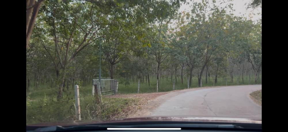 ขายที่ดินอุดรธานี : 🔥ขายด่วน ไร่ละ 260,000 บาท ราคาดีมาก 🔥 ทึ่ดิน 189 ไร่ มีต้นยางปลูกไว้ (15,000 ต้น) ถนนดำ + ถนนปูน อายุต้นยาง  9 ปี โฉนดครุฑแดง อุดดรธานี บ้านดุง