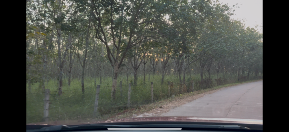 ขายที่ดินอุดรธานี : 🔥ขายด่วน ไร่ละ 260,000 บาท ราคาดีมาก 🔥 ทึ่ดิน 189 ไร่ มีต้นยางปลูกไว้ (15,000 ต้น) ถนนดำ + ถนนปูน อายุต้นยาง  9 ปี โฉนดครุฑแดง อุดดรธานี บ้านดุง