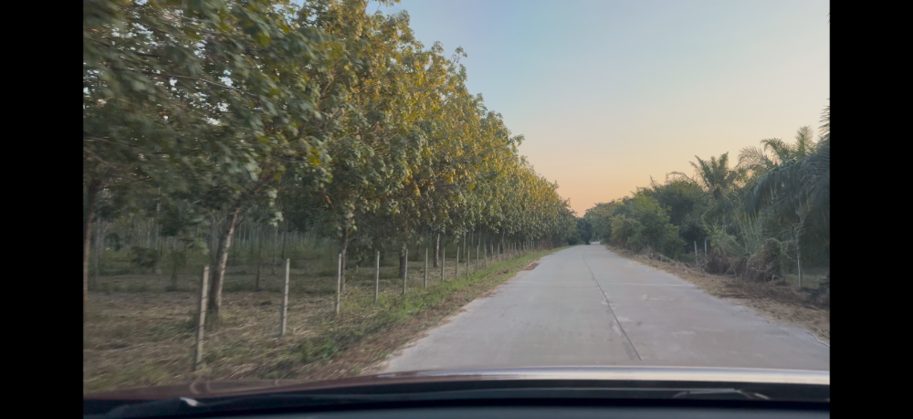 ขายที่ดินอุดรธานี : 🔥ขายด่วน ไร่ละ 260,000 บาท ราคาดีมาก 🔥 ทึ่ดิน 189 ไร่ มีต้นยางปลูกไว้ (15,000 ต้น) ถนนดำ + ถนนปูน อายุต้นยาง  9 ปี โฉนดครุฑแดง อุดดรธานี บ้านดุง