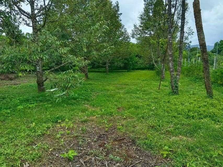 ขายที่ดินนครนายก : ขายที่ดิน ต.สาริกา อ.เมือง จ.นครนายก ขนาด 8-0-97.8 ไร่  เหมาะกับการทำรีสอร์ท บ้านพักตากอากาศ ใกล้น้ำตกสาริกา น้ำตกวังตะไคร้, น้ำตกนางรอง, เขื่อนขุนด่านปราการชล