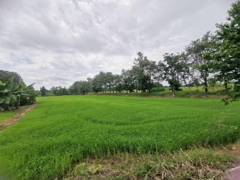 For SaleLandChai Nat : Urgent sale, land, Hankha District, Chai Nat Province, area 22 rai, near the main road