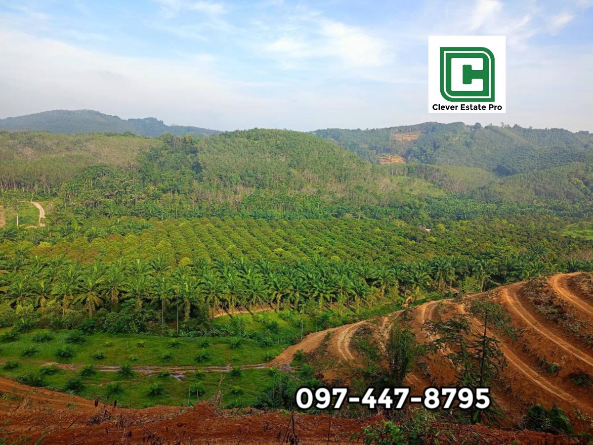 For SaleLandRanong : For sale: Garden of durian, mangosteen, palm, rubber trees, 130 rai, Bang Kaew Subdistrict, La-un District, Ranong Province
