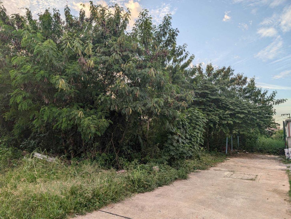 ขายที่ดินสมุย สุราษฎร์ธานี : ขายที่ดินเปล่าใจกลางเมืองสุราษฎร์ธานี ซอยปทุมพร 18 เนื้อที่ 385 ตารางวา