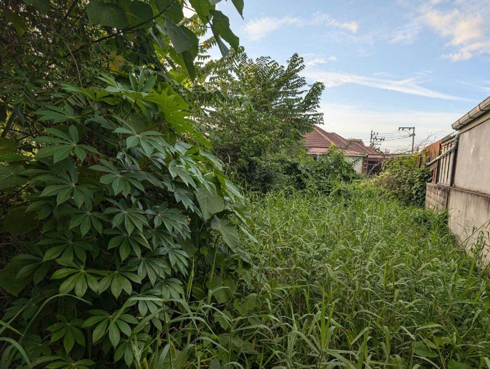 ขายที่ดินสมุย สุราษฎร์ธานี : ขายที่ดินเปล่าใจกลางเมืองสุราษฎร์ธานี ซอยปทุมพร 18 เนื้อที่ 385 ตารางวา