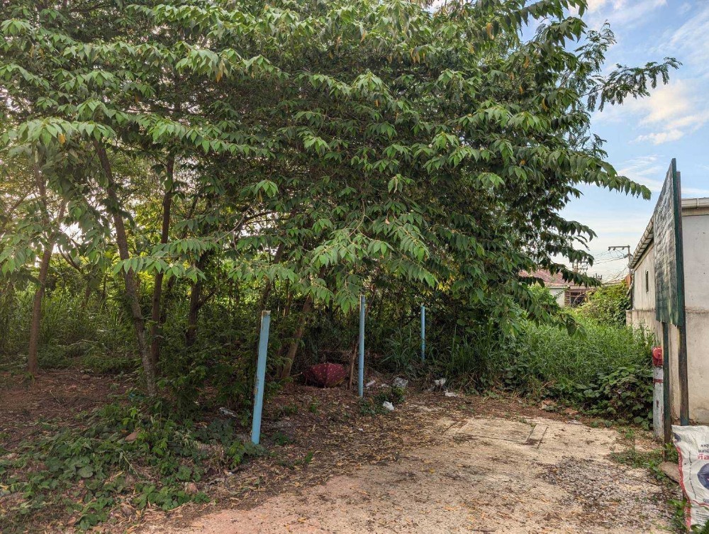 ขายที่ดินสมุย สุราษฎร์ธานี : ขายที่ดินเปล่าใจกลางเมืองสุราษฎร์ธานี ซอยปทุมพร 18 เนื้อที่ 385 ตารางวา