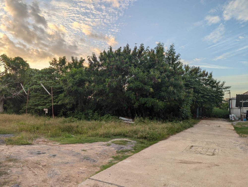 ขายที่ดินสมุย สุราษฎร์ธานี : ขายที่ดินเปล่าใจกลางเมืองสุราษฎร์ธานี ซอยปทุมพร 18 เนื้อที่ 385 ตารางวา