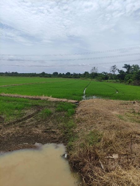 For SaleLandPattaya, Bangsaen, Chonburi : Land Na Roek Phanat Nikhom / (SALE) AA030