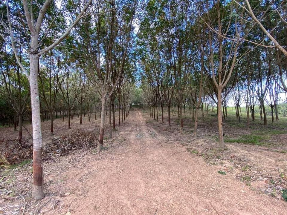 ขายที่ดินพัทยา บางแสน ชลบุรี สัตหีบ : ที่ดิน เขาพริก บ่อทอง / (ขาย), Land Khao Phrik Bo Thong / (SALE) AA034