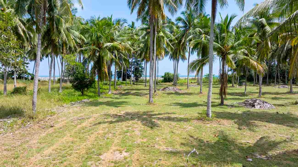 ขายที่ดินชุมพร : ขายที่ดินติดทะเล ชุมพร บางมะพร้าว หลังสวน ชายทะเลหมู่ 12 เนี้อที่ 4 ไร่