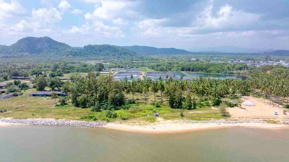 ขายที่ดินชุมพร : ขายที่ดินติดทะเล ชุมพร บางมะพร้าว หลังสวน ชายทะเลหมู่ 12 เนี้อที่ 4 ไร่