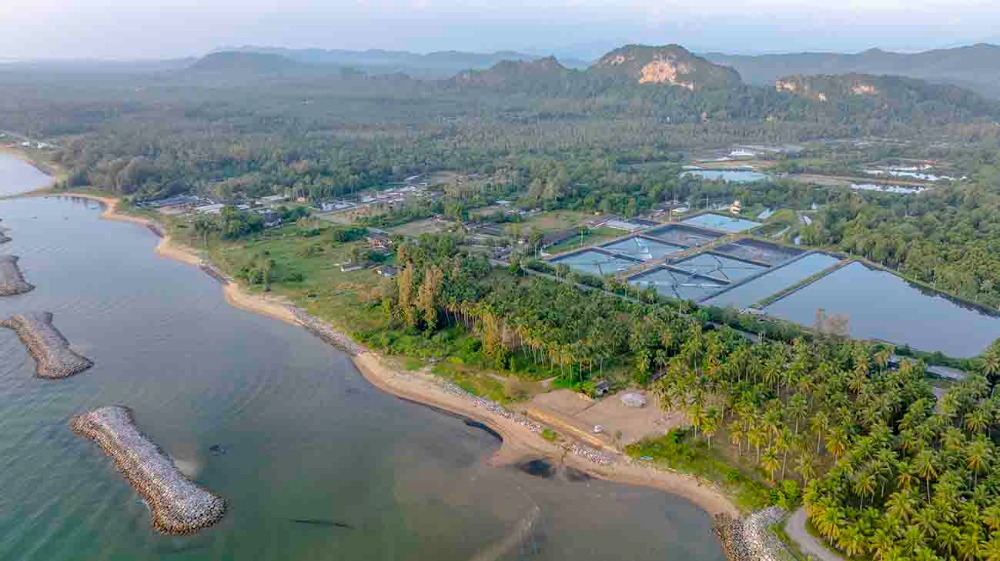 ขายที่ดินชุมพร : ขายที่ดินติดทะเล ชุมพร บางมะพร้าว หลังสวน ชายทะเลหมู่ 12 เนี้อที่ 4 ไร่