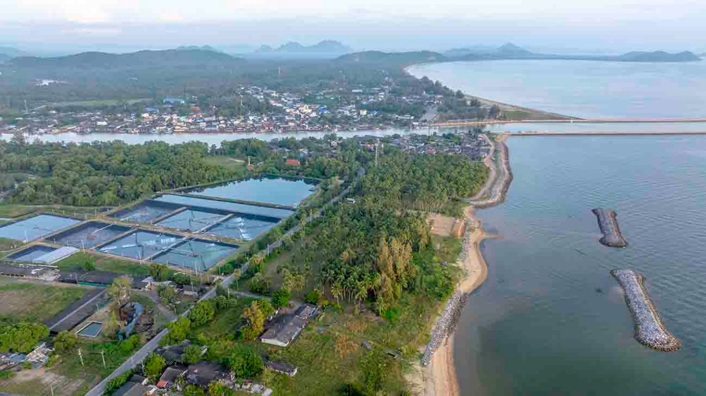 ขายที่ดินชุมพร : ขายที่ดินติดทะเล ชุมพร บางมะพร้าว หลังสวน ชายทะเลหมู่ 12 เนี้อที่ 4 ไร่