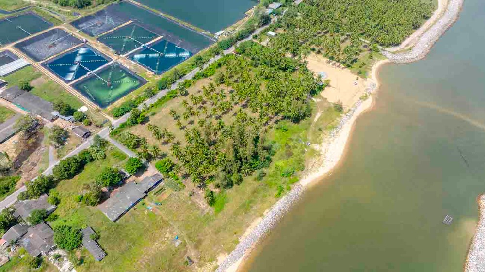 ขายที่ดินชุมพร : ขายที่ดินติดทะเล ชุมพร บางมะพร้าว หลังสวน ชายทะเลหมู่ 12 เนี้อที่ 4 ไร่