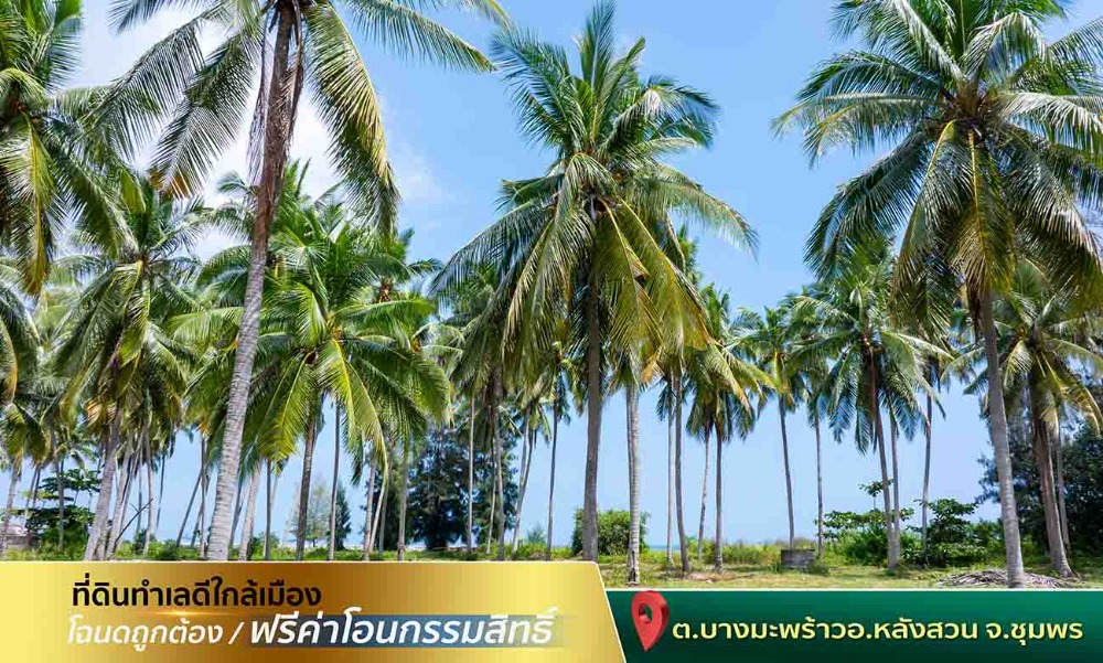 ขายที่ดินชุมพร : ขายที่ดินติดทะเล ชุมพร บางมะพร้าว หลังสวน ชายทะเลหมู่ 12 เนี้อที่ 4 ไร่